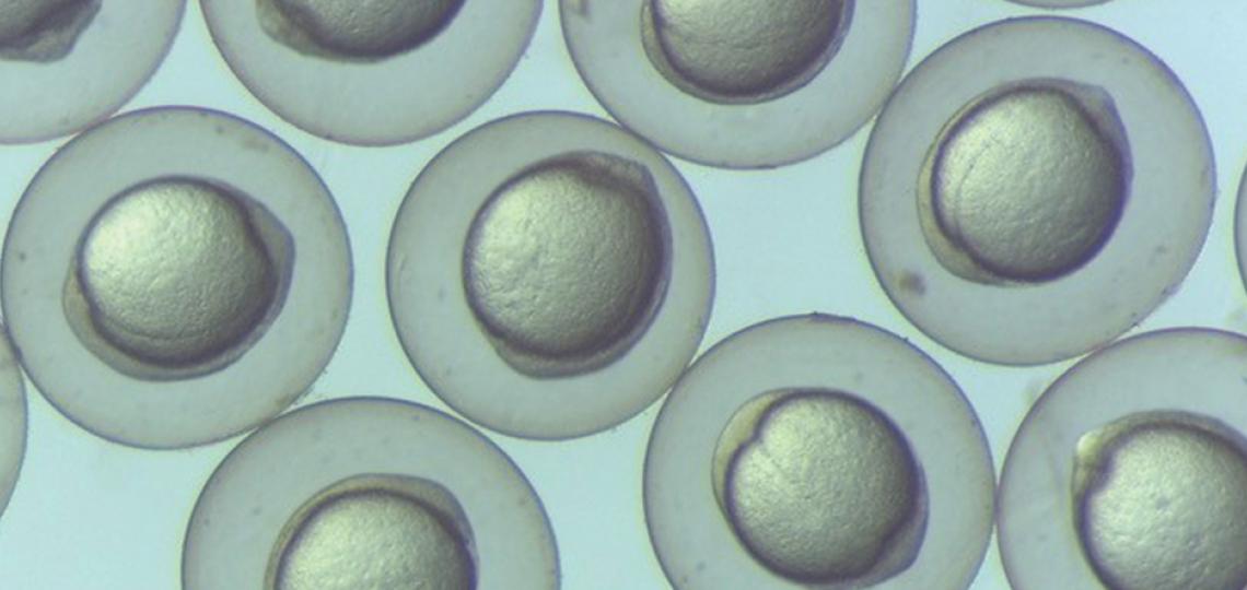 Gastrulation-staged zebrafish embryos