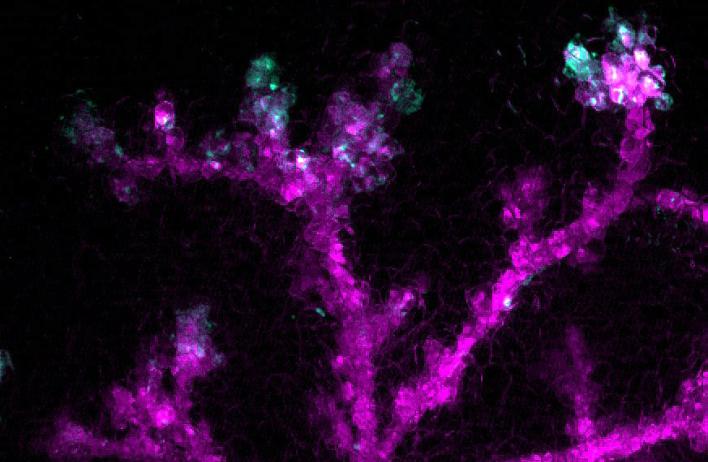Fluorescent imaging of mammary alveolar structures during pregnancy