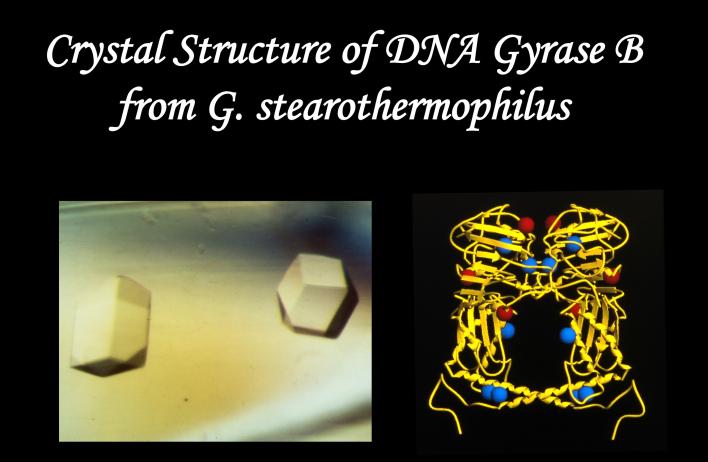 Crystal Structure of DNA Gyrase B from G. stearothermophilus