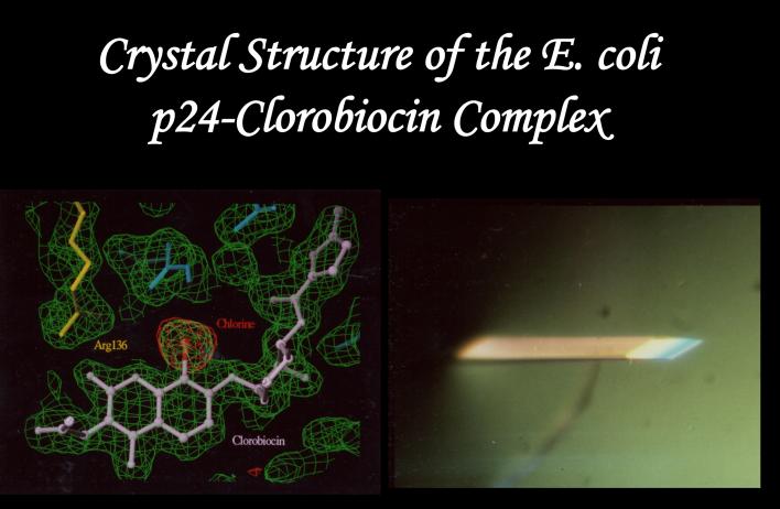 Crystal Structure of the E. coli p24-Clorobiocin Complex