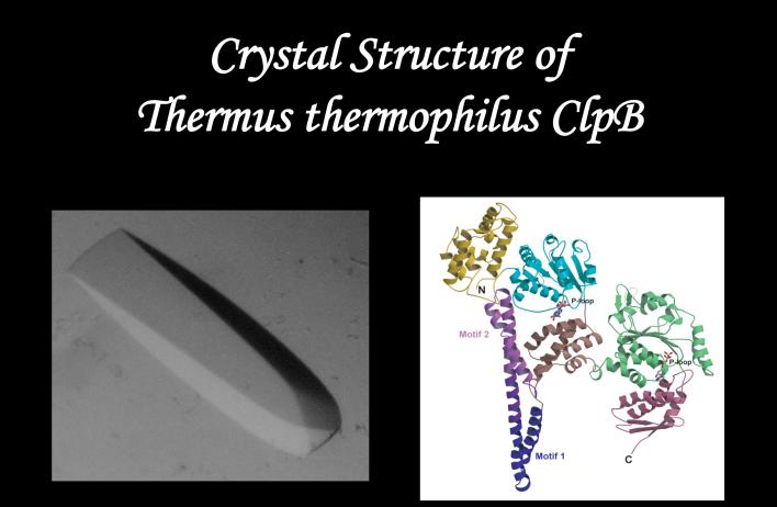 Crystal Structure of Thermus thermophilus ClpB