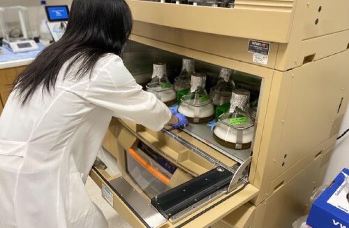 Lab member conducting research in the Pillon Lab.