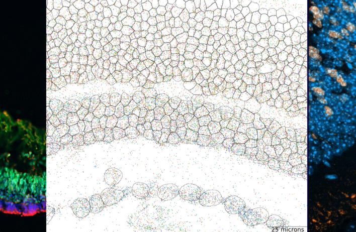 Microscopy images from a sampling of the Chen Lab research experiments.