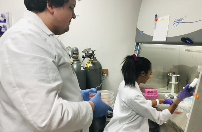 Oliver and Lauren culturing human induced pluripotent stem cell-derived cardiomyocytes.