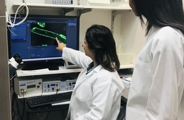 Yuriana and Lauren imaging cardiac myocytes using the confocal microscope.