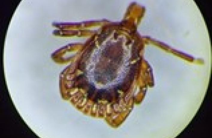 Amblyomma americanum (adult male)