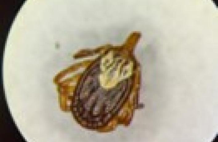 Amblyomma maculatum (adult female)