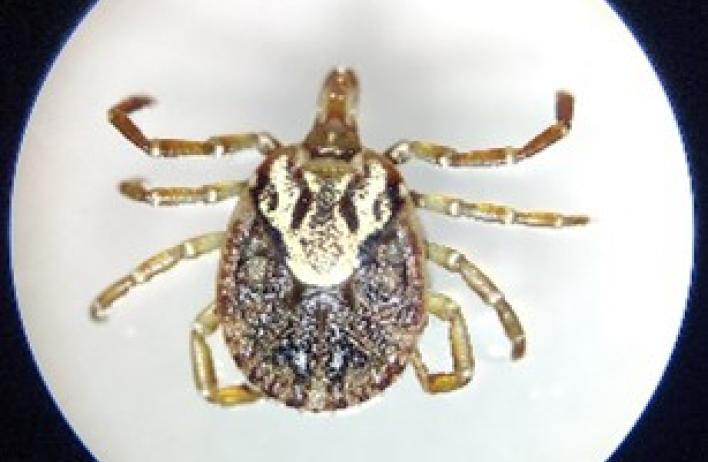 Amblyomma mixtum (adult female)