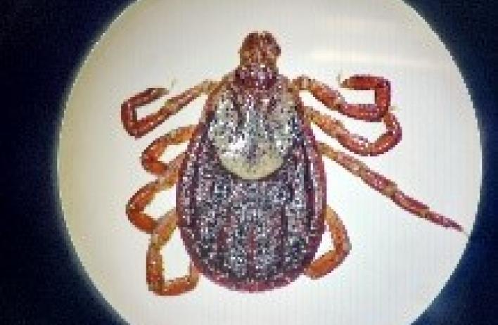 Dermacentor variabilis (adult female)