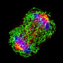 A breast cancer cell dividing. Tubulin is shown in red, mitochondria in green and chromosomes in blue. 