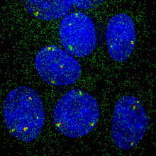 Visualizing single-cell, single-gene expression. 