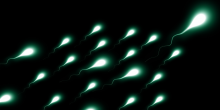 Representation of human sperm.