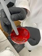 Rapid Identification of Infectious Diseases