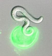 worm-like line under a green cast