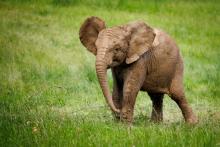an elephant in grass