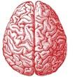 brain