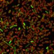 Green fluorescent spots form when DNA replication is stalled in membrane stained (red) E. coli cells. Stalling DNA replication is one way that DNA can be damaged by endogenous proteins in cells acting like carcinogens.