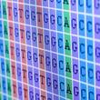 Genome Sequence