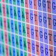 Genome Sequence