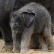 Baby Elephant with Mom