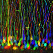 Depth coding of YFP neurons in a mouse brain.