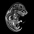 microCT Image of Mouse Embryo