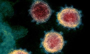Testing Tuberculosis Vaccine For Covid 19