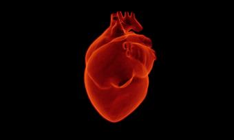 Heart