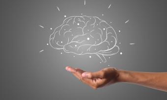 drawing of brain 