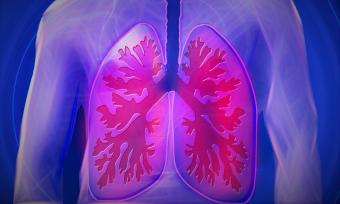 Lungs