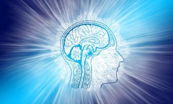 Brain Neuro