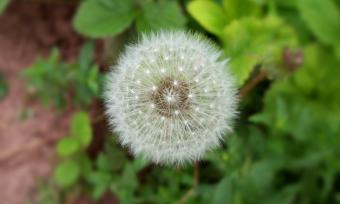 Close up of a white danelion with grass in the background. 