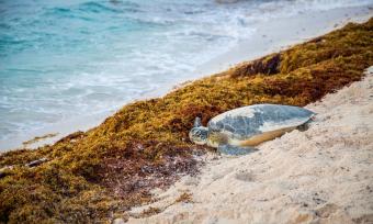 Photo of the shoreline covered with brown seaweed and a seaturle