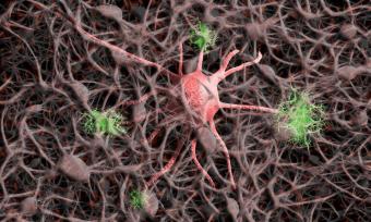 Drawing of synapses.
