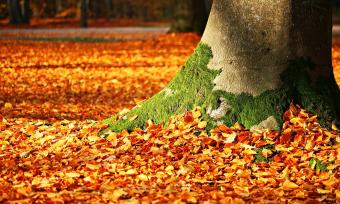 Photo of the base of a tree with the ground covered in orange fall leaves