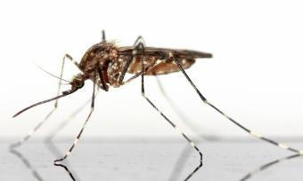 Close up photograph of a mosquito standing on a white background.