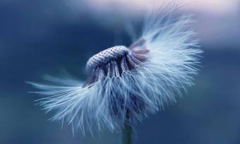 Close up photo of a dandelion with half of it's pollen missing