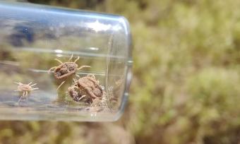 Image of a soft tick