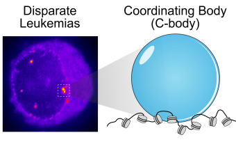 The dots are newly discovered nuclear compartments called C-bodies, formed by phase seperation. C-bodies are a unifying mechanism that connects several gentically distinct forms of leukemia.    