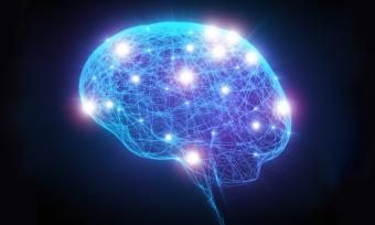 Brain Neurons