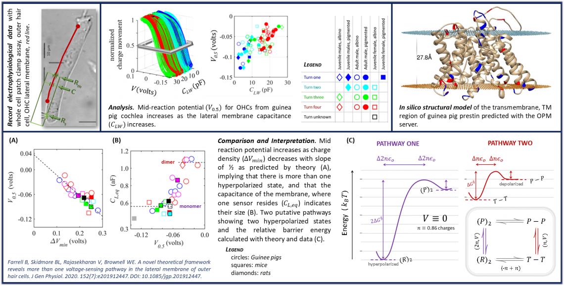 Cochlear Biophysics and Force research 1