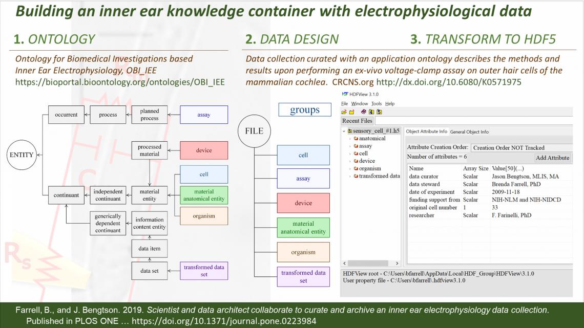 Cochlear Biophysics and Force research 2