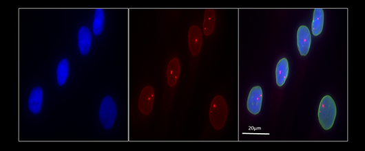 Tom Cooper Image of the Month