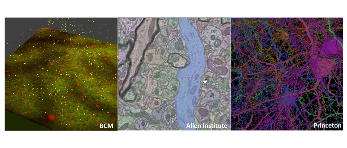 Mammalian brain circuitry