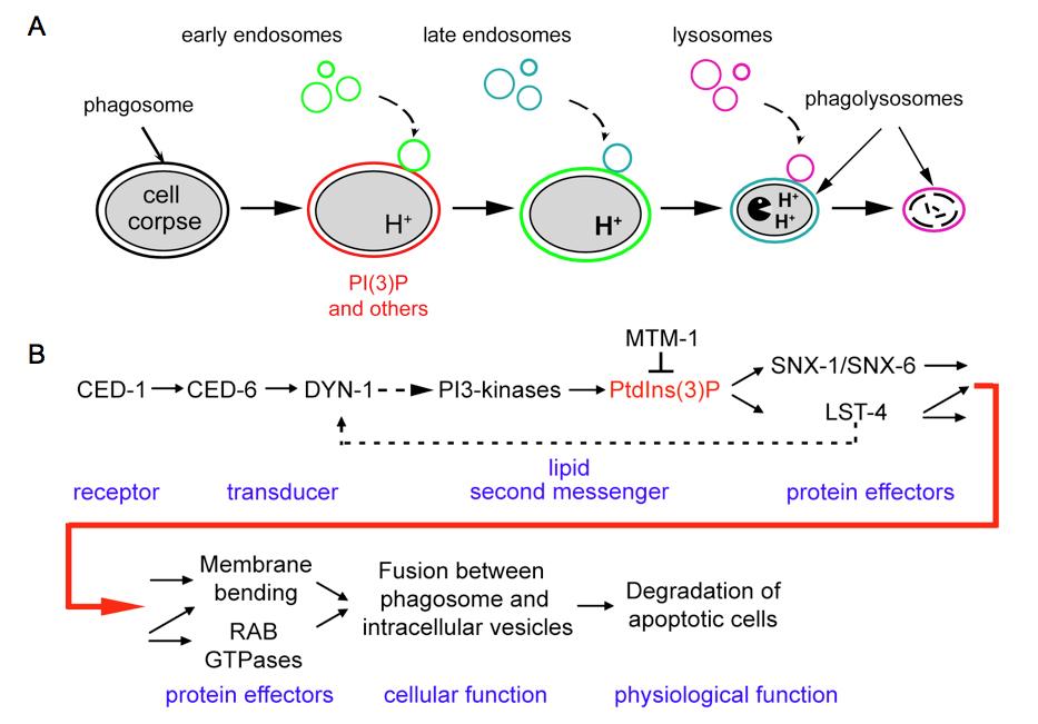 Figure 3: Zhou Lab