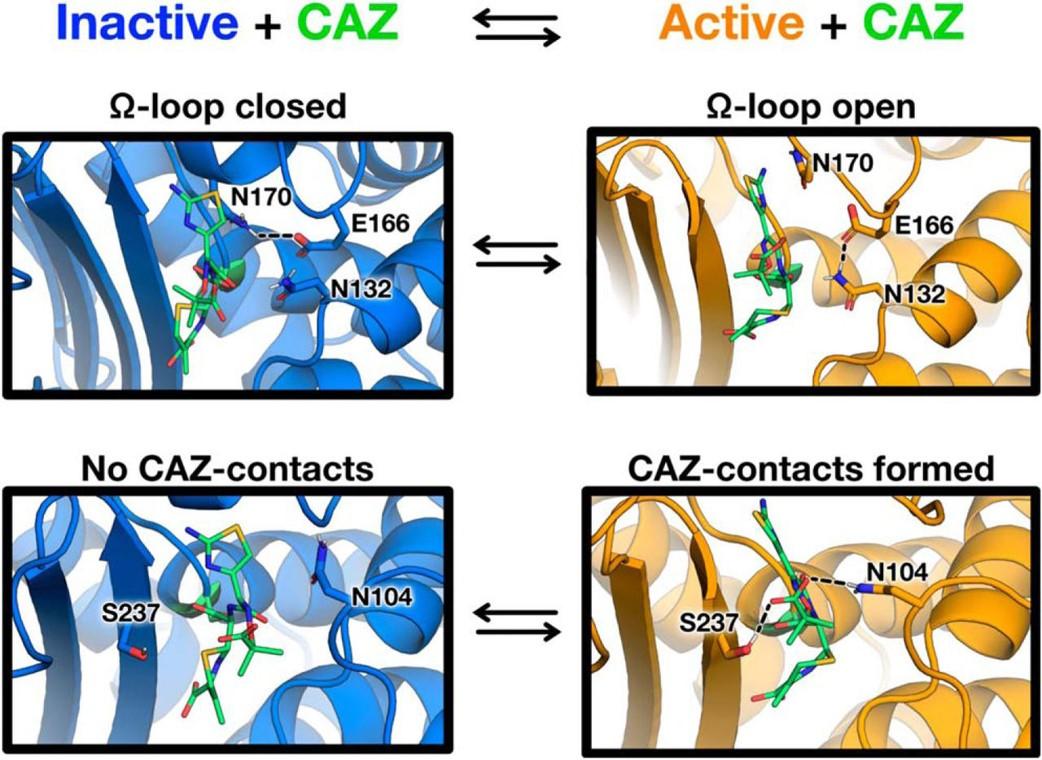 Palzkill Enzyme Structure and Mechanism 1
