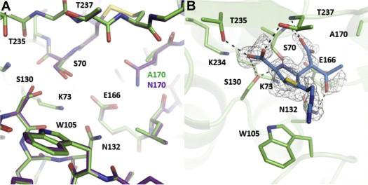 Palzkill Enzyme Structure and Mechanism 3