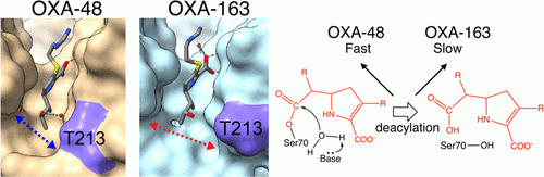 Palzkill Enzyme Structure and Mechanism 4