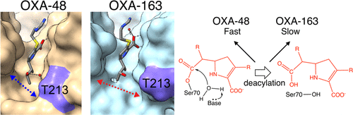 Palzkill Enzyme Structure and Mechanism 4