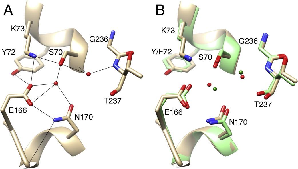 Palzkill Enzyme Structure and Mechanism 5